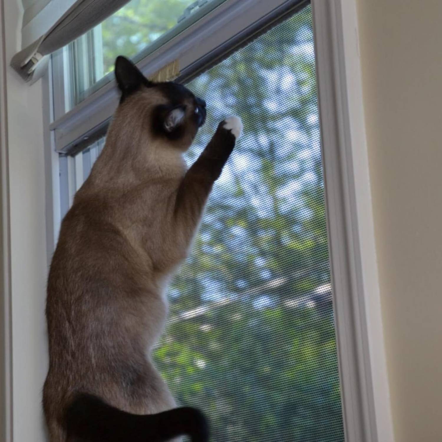 best cat window screen